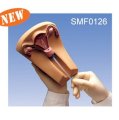 Mô hình bộ phận sinh dục nữ cắt ngang SMF0126 Suzhou,TQ 