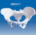 Mô hình xương chậu nữ SMD017 Suzhou,TQ 