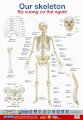 Vui học tiếng Anh qua hình ảnh - Bộ xương cơ thể người
