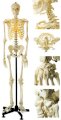 Mô hình bộ xương con người GD/A 11101