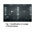MangoTaq™ DNA Polymerase Bioline 