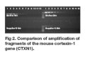 MyTaq™ Extract-PCR Kit Bioline