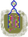 GeneON Bst DNA Polymerase