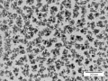 Iron Oxide (Fe3O4) Nanopowder / Nanoparticles (Fe3O4, 98+%, 20-30 nm)