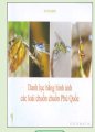  Danh lục bằng hình ảnh các loài chuồn chuồn Phú Quốc