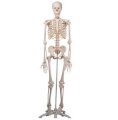 Mô hình xương người gắn kết 3B Scientific A10