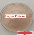 NGUYÊN LIỆU enzyme Protease 5.000 Ui/g
