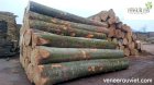 Gỗ Tần bì, Beech, sồi đỏ Mỹ Âu Việt