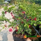 Kiều hùng - Calliandra surinamensis - Vườn Nhà Đẹp 29