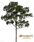 Cây Dầu con rái - Dipterocarpus alatus - Vườn Nhà Đẹp 34