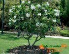 Cây Sứ trắng Plumeria obtusa - Vườn Nhà Đẹp 36