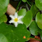 Hoa Thủy nữ - Nymphoides indica - Vườn Nhà Đẹp 61