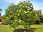 Thông thiên - Thevetia nereifolia - Vườn Nhà Đẹp 64