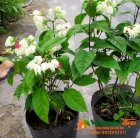 Ngọc nữ Clerodendrum thomsonae - Vườn Nhà Đẹp 76