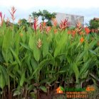 Chuối mỏ két đỏ - Heliconia densiflora - Vườn Nhà Đẹp 87