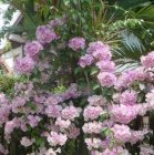 Ánh hồng Bignonia floribunda - Vườn Nhà Đẹp 10