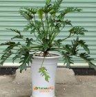 Trầu bà khía - Philodendron xanadu - Vườn Nhà Đẹp 18