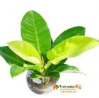 Trầu bà đế vương - Philodendron sp - Vườn Nhà Đẹp 19