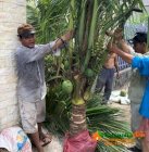 Dừa Xiêm xanh - Vườn Nhà Đẹp 11