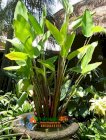 Cây cần câu Thalia geniculata - Vườn Nhà Đẹp 18