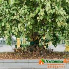 Cây Bồ đề - Ficus religiosa - Vườn Nhà Đẹp 20