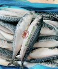 Cá Basa Nauy - New Fresh Foods