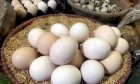 Trứng gà ta miền tây - 10 trứng