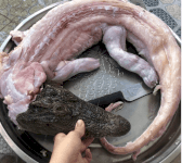 Gofarm Chuyên Bán Thịt Cá Sấu Tại Hà Nội