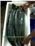 Chuyên Cá Hồi Nauy Nhập Khẩu Các Loại | Giá Rẻ Cạnh Tranh Tốt Nhất