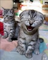 1001+ Meme hình ảnh mèo cười dễ thương hài hước nhất