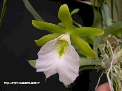 Encyclia Mariae