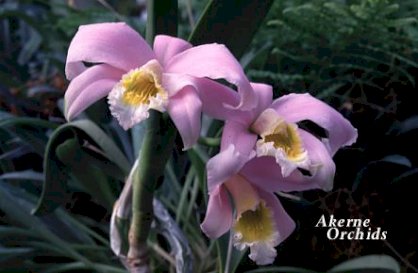 Laelia Jongheana Rchb. f.