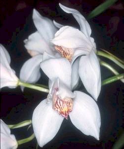 Cymbidium Erythrostylum Lindl. (bạch hồng)