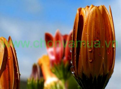 Tranh sơn dầu hoa cúc CVM-HC012