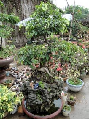 Cây bonsai - sanh 06