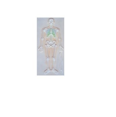 Bộ xương toàn thân nhìn nghiêng SMD077 Suzhou,TQ  