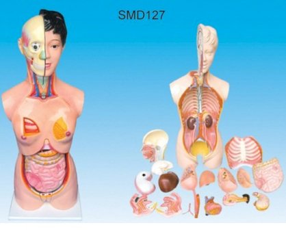 Mô hình nữ nửa thân có phủ tạng SMD127 Suzhua,TQ