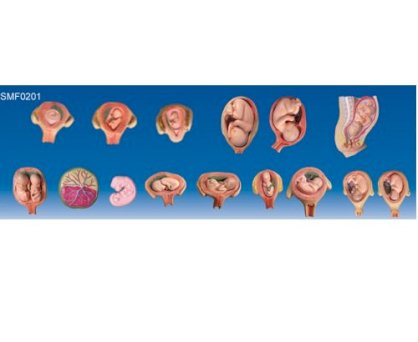 Mô hình thai nhi phát triển qua các tháng SMF0201 Suzhou,TQ