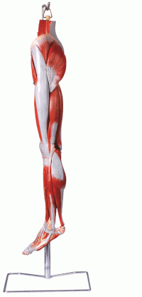 Mô hình giãi phẫu hệ cơ, xương, khớp chi dưới GD/A11308 