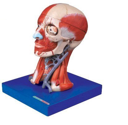 Mô hình giãi phẫu hệ cơ xương đầu-mặt-cổ GD/A18211 