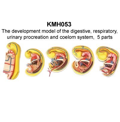 Mô hình phát triển của tiêu hóa hô hấp tiết niệu sinh sản và hệ thống coelom KeMaJo KMH053 5 phần