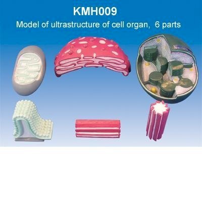 Mô hình bên trong của tế bào KeMaJo KMH009 6 phần