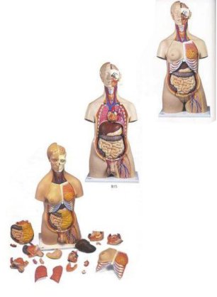 Mô hình giải phẫu cơ thể 3B