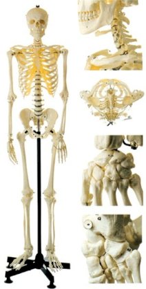 Mô hình bộ xương con người GD/A 11101