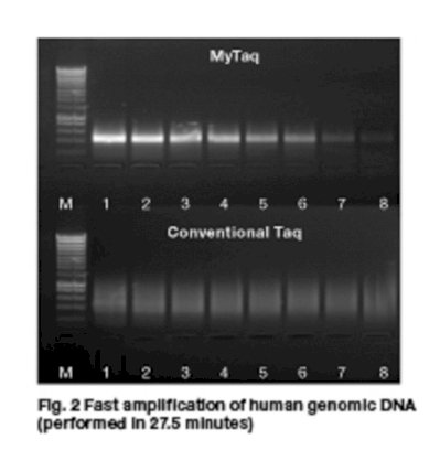 MyTaq™ DNA Polymerase Bioline 