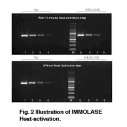 IMMOLASE™ DNA Polymerase