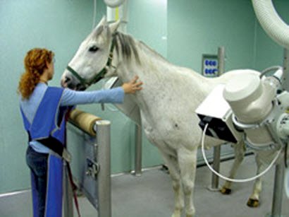 Hệ thống chụp X-Quang cho ngựa Zoomax Equine 