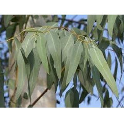 Tinh dầu Bạch Đàn Chanh_Lemon Eucalyptus Essential Oil