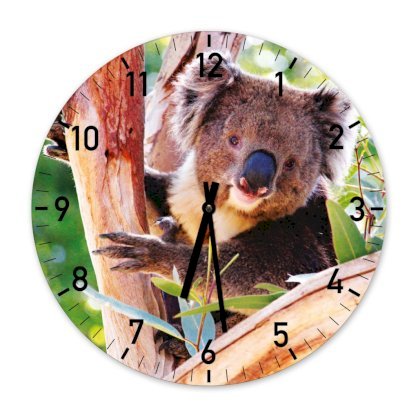 Đồng hồ treo tường clockadoodledoo Koala