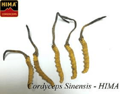 Cordycept Sinensis-HIMA (dạng nguyên con sấy khô)